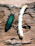 Emeald Ash Borer beetle and larva